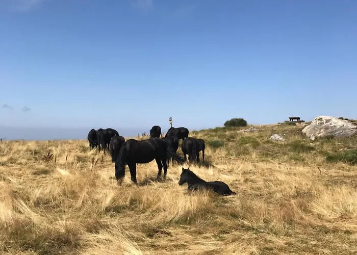 Appartement Chalet شقة Montferrier